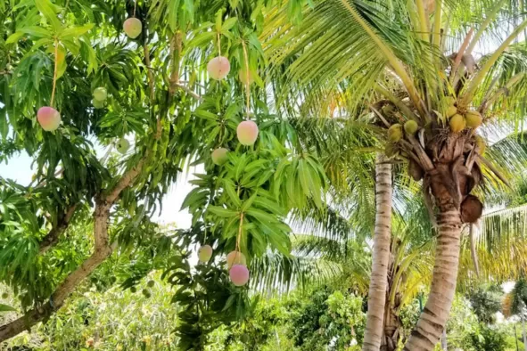 Mangoes hang from a tree at a tropical fruit farm