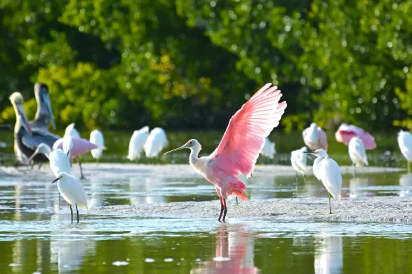 A roseate spoonbill lands on the water at Ding Darling National Wildlife Refuge