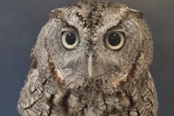 An owl looks at the camera at CROW animal hospital