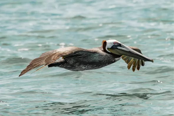 A brown pelican glides through the air