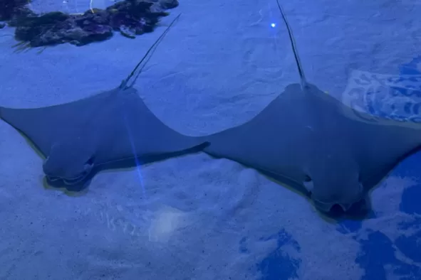 Stingrays at the IMAG Science Center