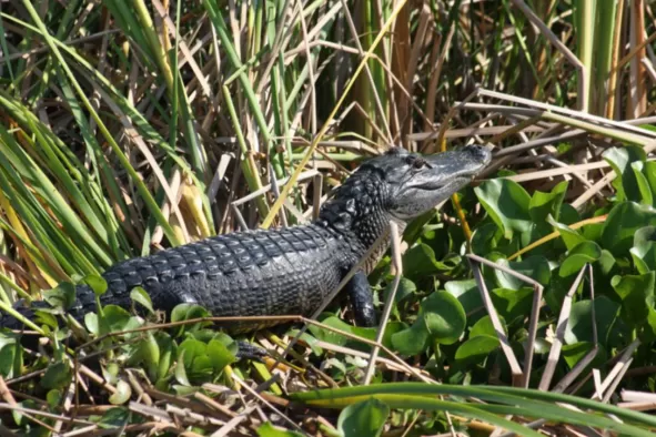 An alligator in the wild