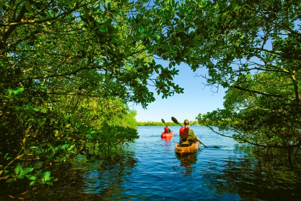 Kayakers paddle through a mangrove tunnel