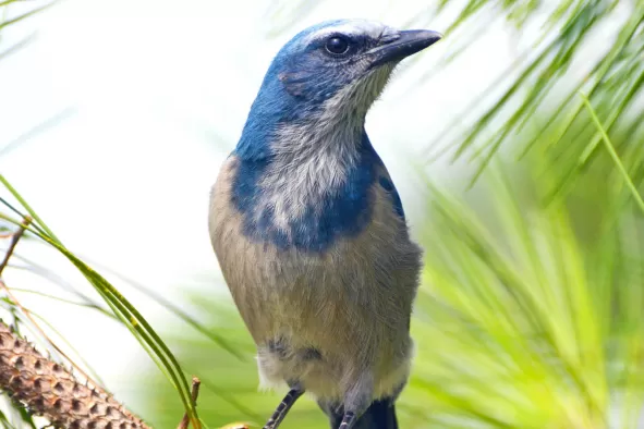 A Florida Scrub Blue Jay sits on a tree