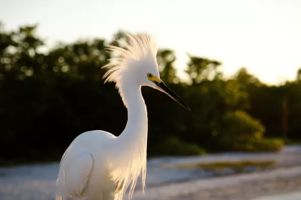 A shore bird at Lovers Key