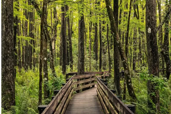 Six Mile Cypress Slough Preserve