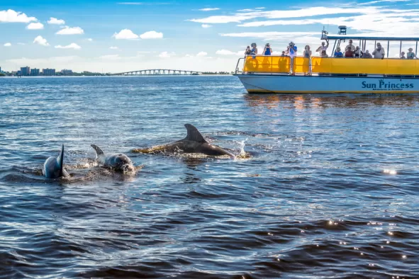 Dolphins play in the water while a group looks on from the Adventures in Paradise cruise