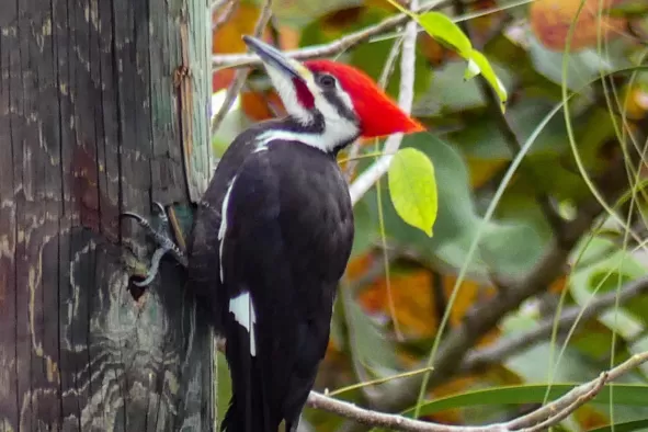 A woodpecker at CREW Flint Pen Strand
