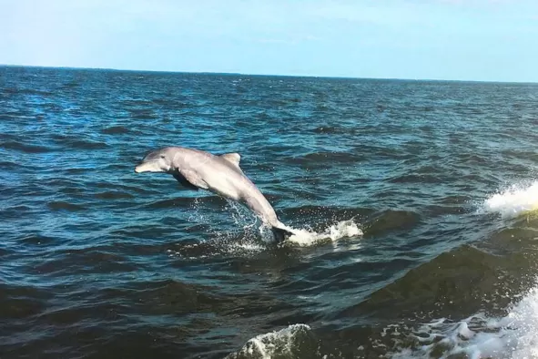 A dolphin jumps beyond the waves