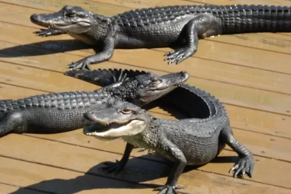 Mini gators at Smugglers Cove Miniature Golf