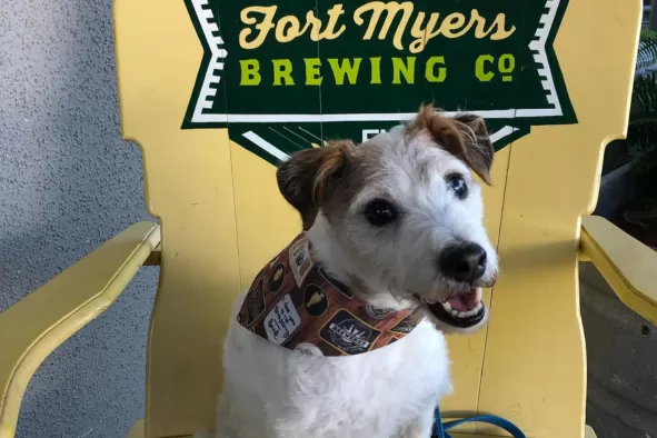 A dog sits on a chair at Fort Myers Brewing