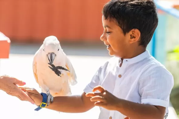 A parakeet stands on a boy's arm as he looks on in delight at Wonder Gardens