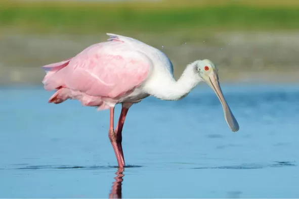 A roseate spoonbill wades in the tide