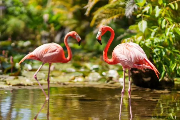 Flamingoes at Wonder Gardens
