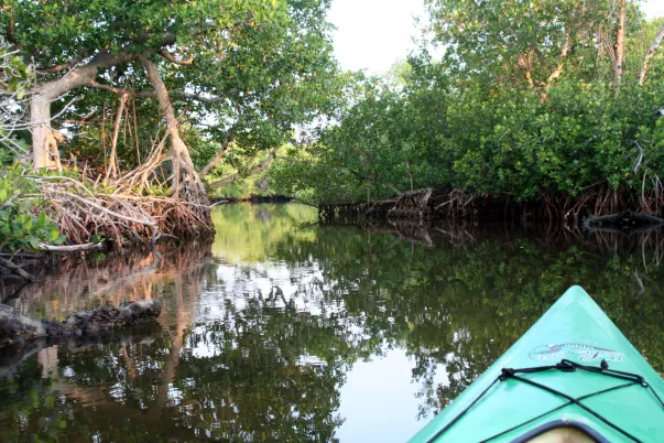 Le concessionnaire officiel du JN "Ding" Darling National Wildlife Refuge