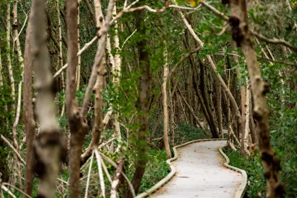 Un paseo marítimo atraviesa un bosque de manglares