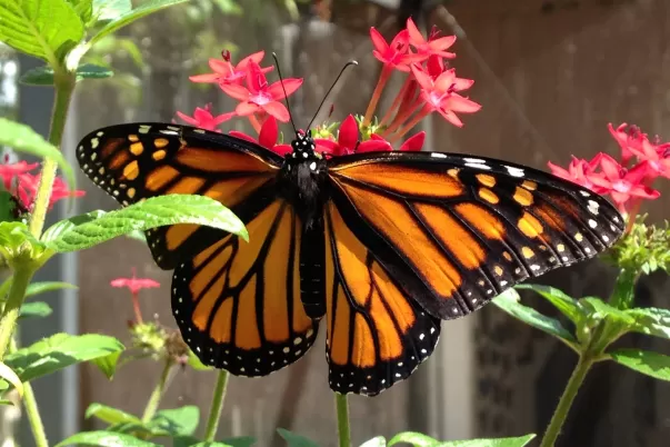 Les papillons prospèrent dans la volière à papillons du Calusa Nature Center