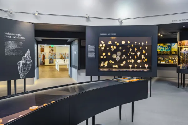 Great Hall of Shells Exhibit in the Museum.