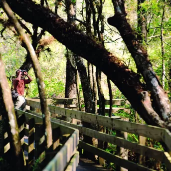 Babcock Wilderness Publicités - boardwalk.jpg