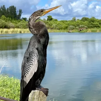 Bird Water Nature Wildlife