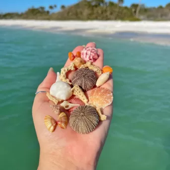 Plage d'eau de coquille