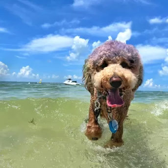 chien dans l'eau