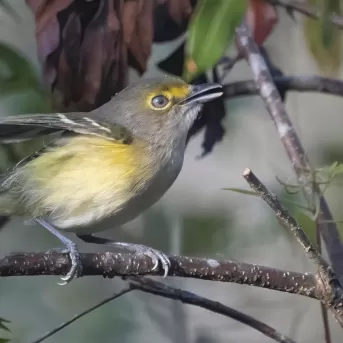 Oiseaux Nature Six Mile Cypress Slough