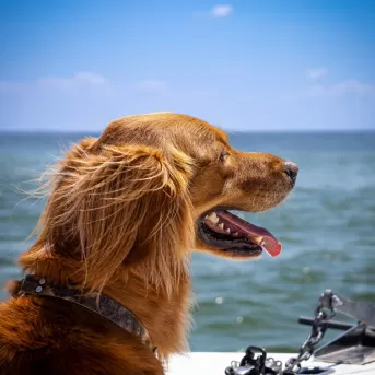 Bootfahrender Hund