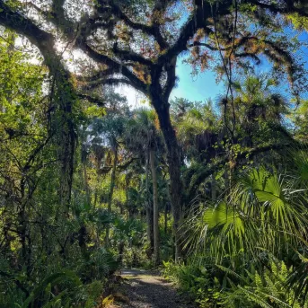 Caminata por senderos al aire libre con vegetación natural