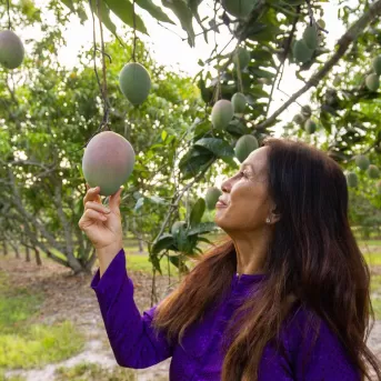 Natur Pflanzen Mango Fruchtgrün