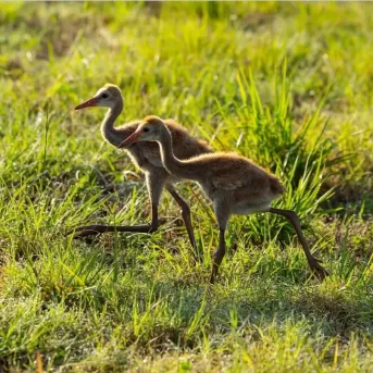 Natur-Wildtier-Sandhügel-Kranich-Tiere