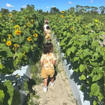 Sonnenblumen-Gartenfeld-Blumen im Freien