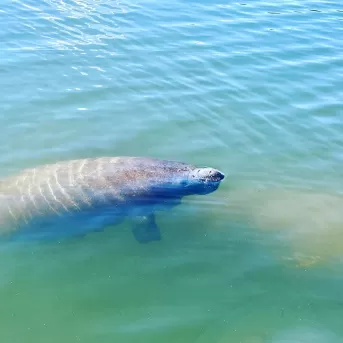 Seekuh im Wasser ragt mit der Nase aus der Wasseroberfläche