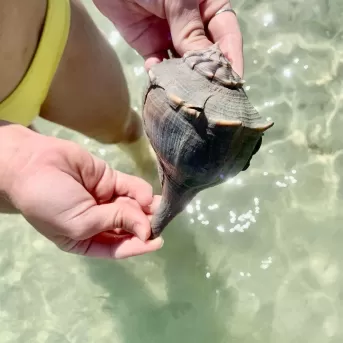 Hände halten Muschel mit Wasser im Hintergrund