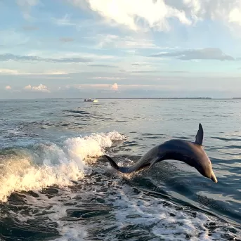 dolphin wildlife
