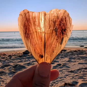 Beach Shells Sunset