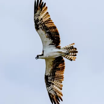 Birds Birding Nature Wildlife