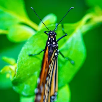 Schmetterlings-Natur-Tierwelt im Freien Schmetterlings-Anwesen