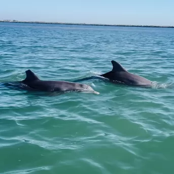Navigation avec la faune des dauphins