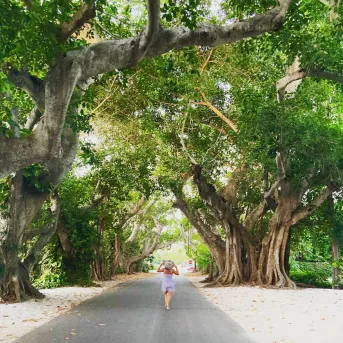 A woman walks under banyan trees
