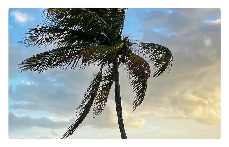 Palm tree swaying