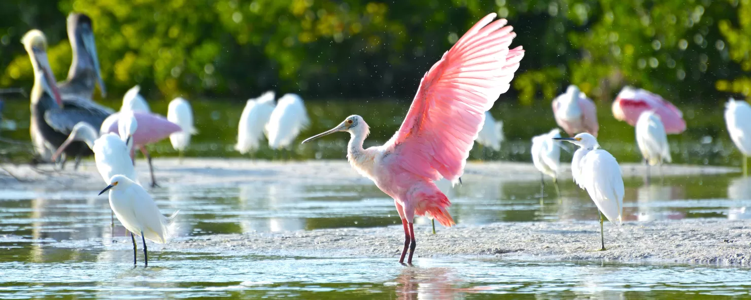 Enjoy a fascinating look at wildlife