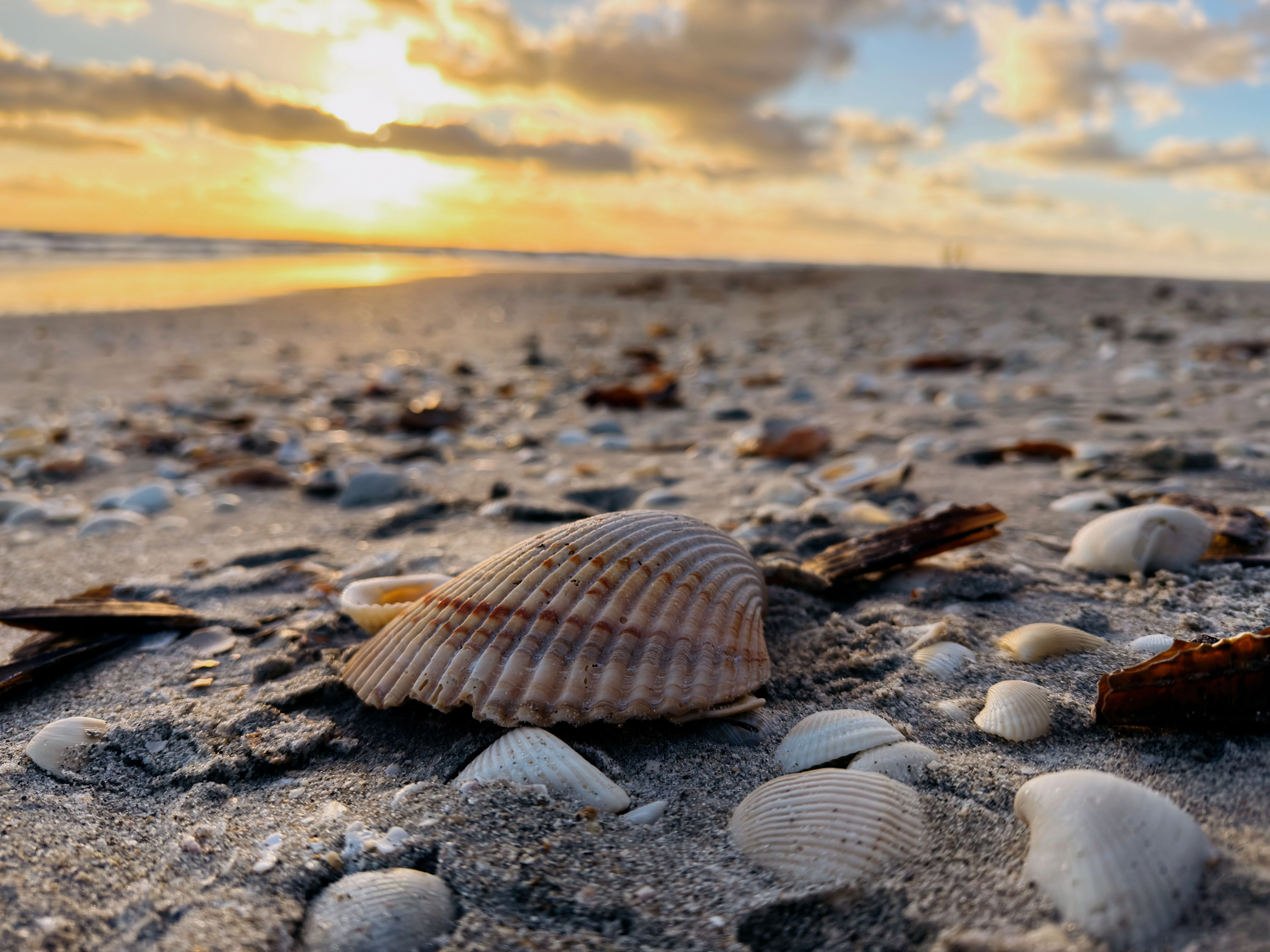 Seashells rest on the sand at a Sanibel beach during a golden sunset.