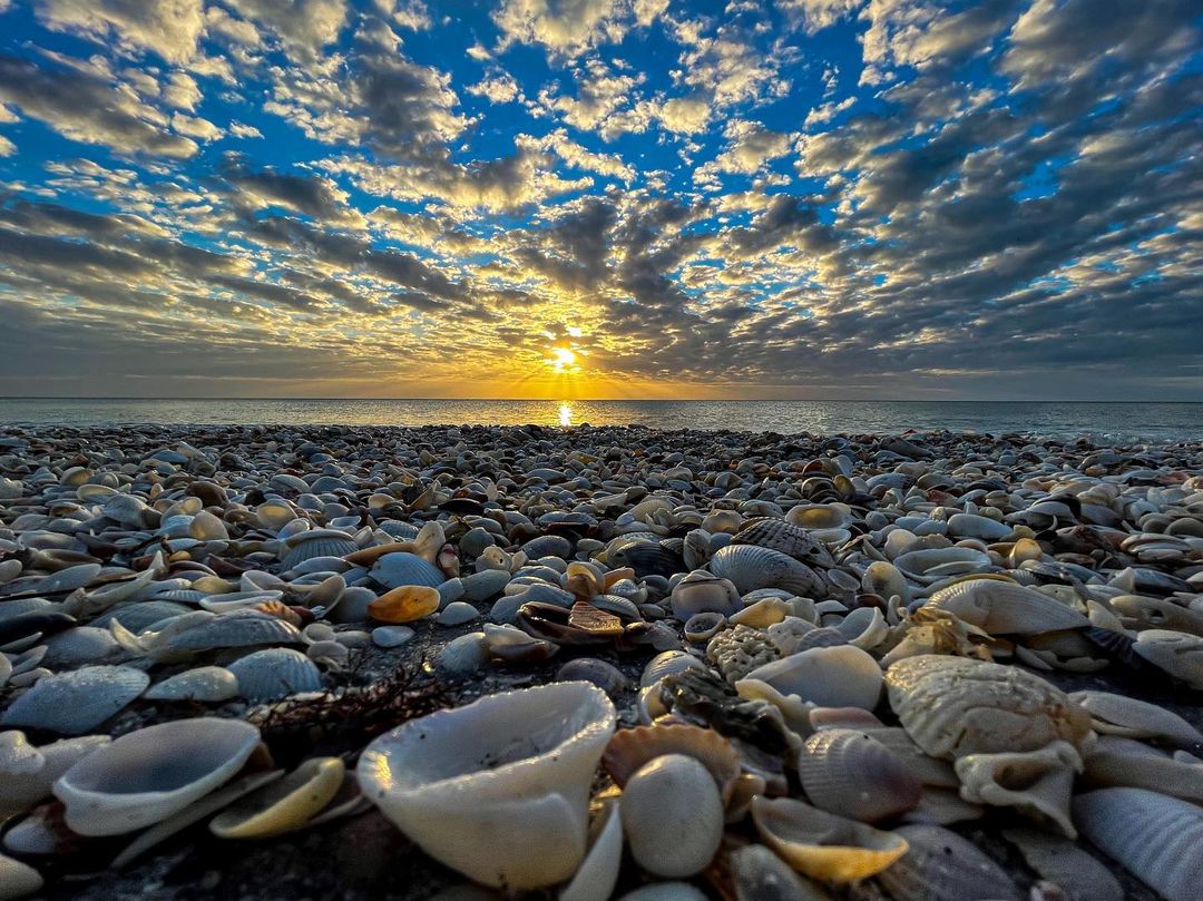 shells on the beach as the sun sets