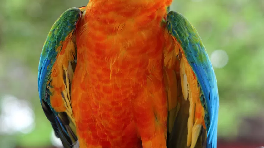 Calypso Catalina Macaw