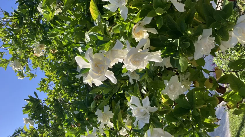 View the alluring details of all sorts of gardenias in a special garden talk. 