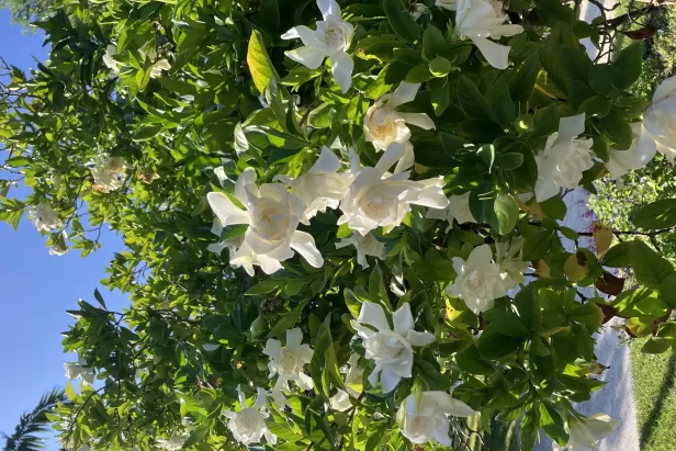 View the alluring details of all sorts of gardenias in a special garden talk. 
