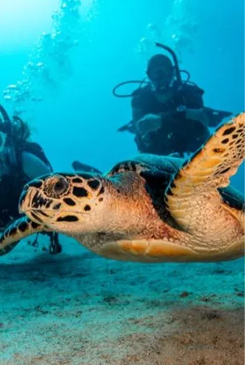 sea turtle