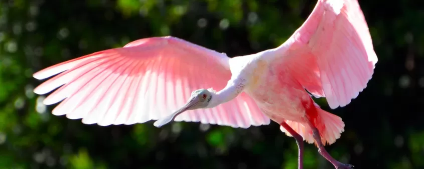 roseate-spoonbill_3_jason-boeckman.jpg