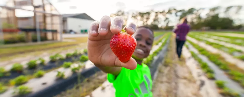 boy holding strawberry up to camera